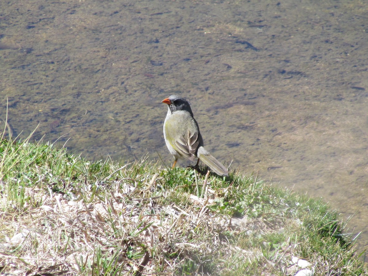 Great Pampa-Finch - Marcela Cardinal