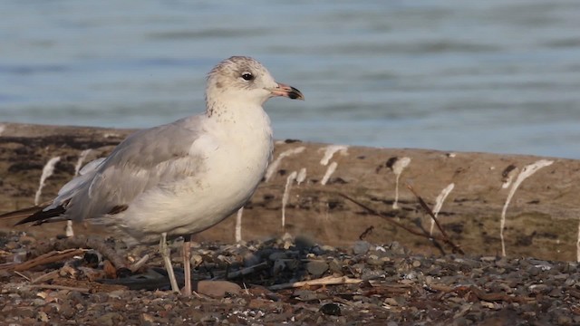 Delawareko kaioa - ML483891
