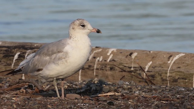 Ring-billed Gull - ML483891