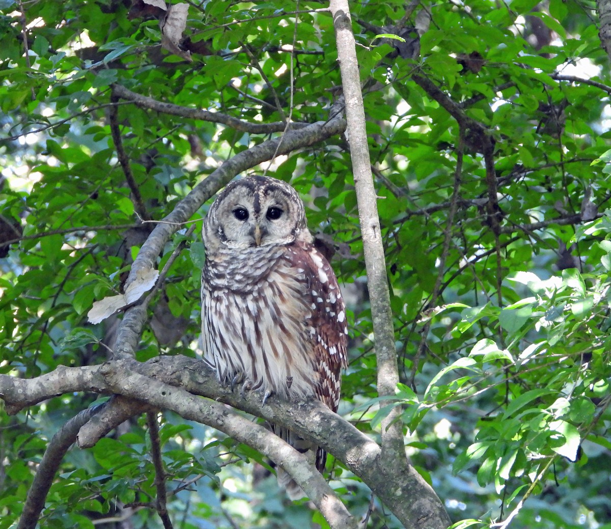 Barred Owl - ML483891351