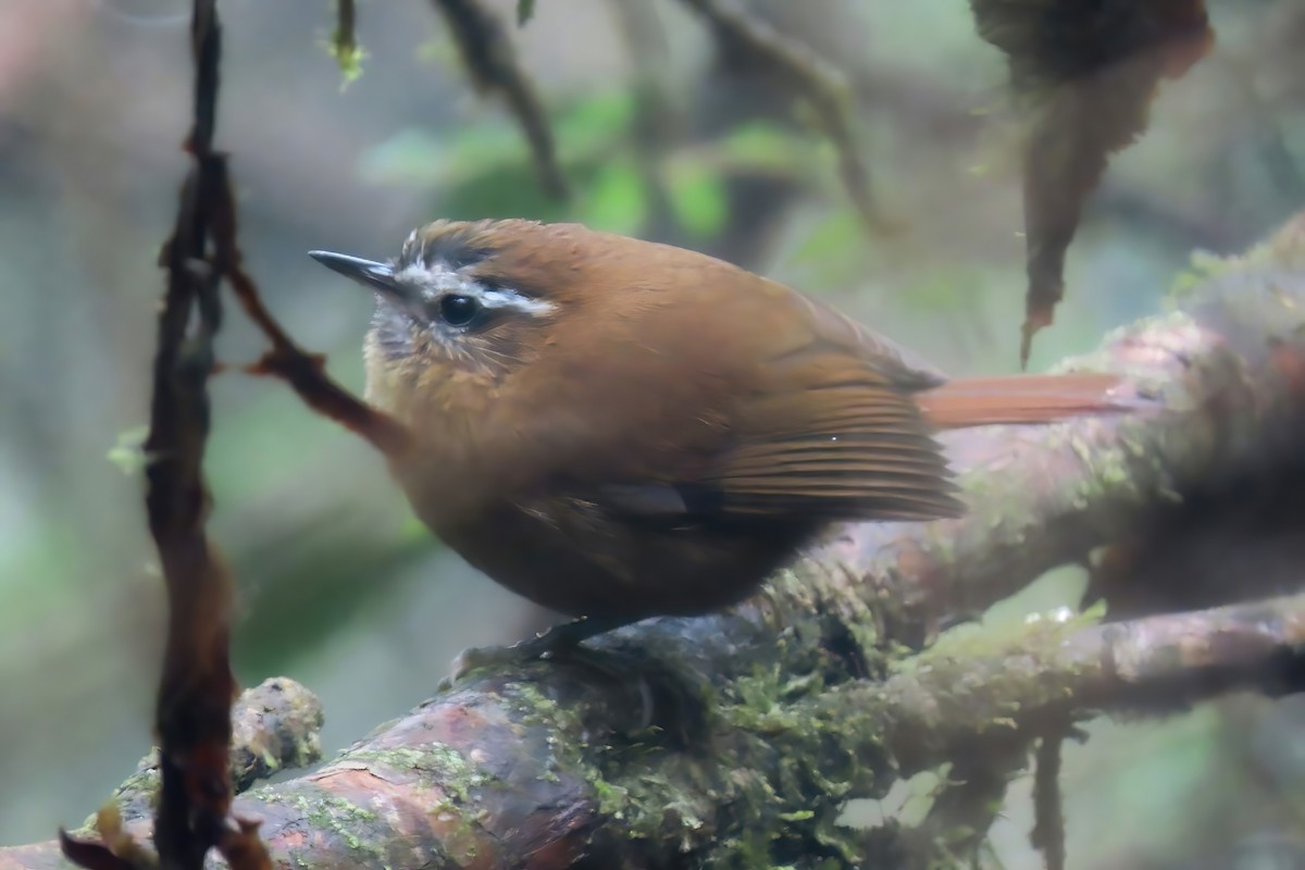 White-browed Spinetail - Jörg Hanoldt