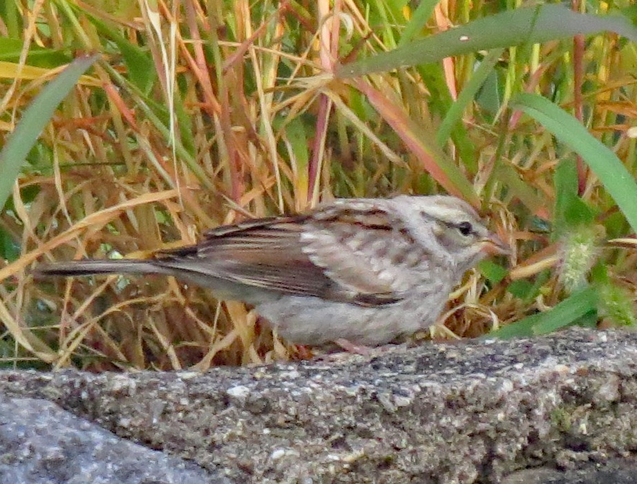 Chipping Sparrow - Don Gorney