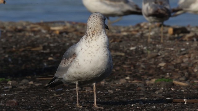 Ring-billed Gull - ML483892