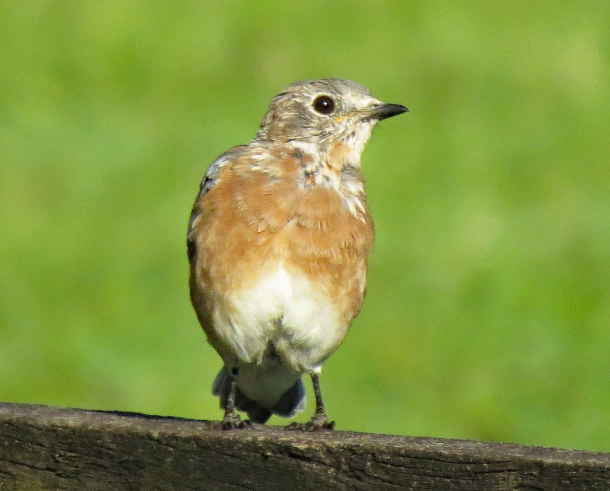 Eastern Bluebird - Don Gorney