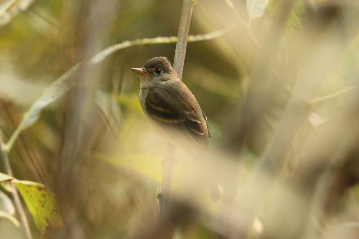 Willow Flycatcher - ML483893001