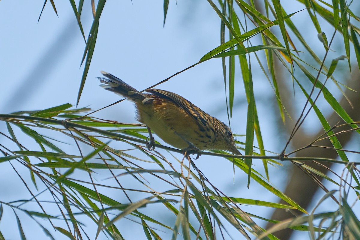 Striated Antbird - Daniel Alfenas