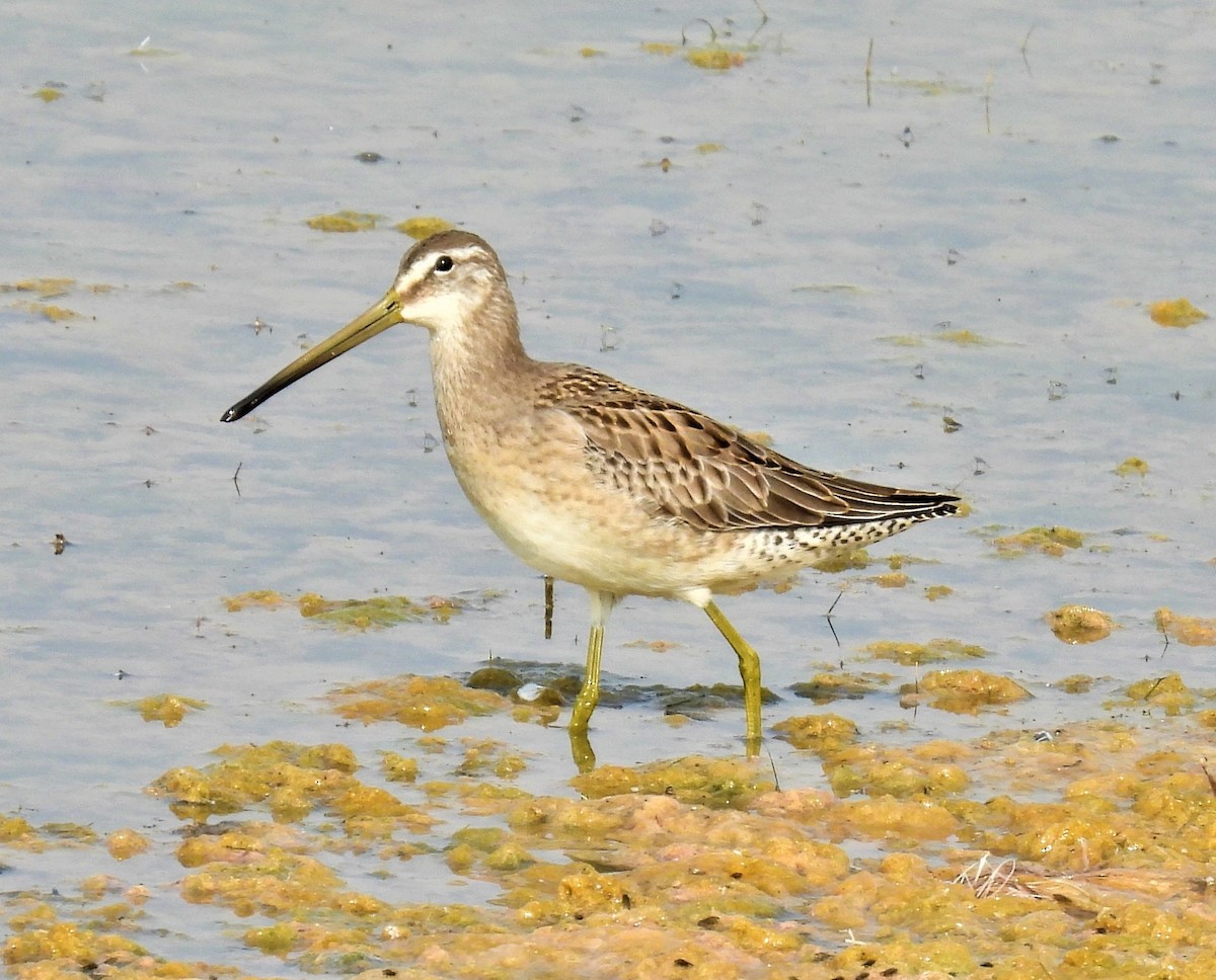 Long-billed Dowitcher - ML483893501