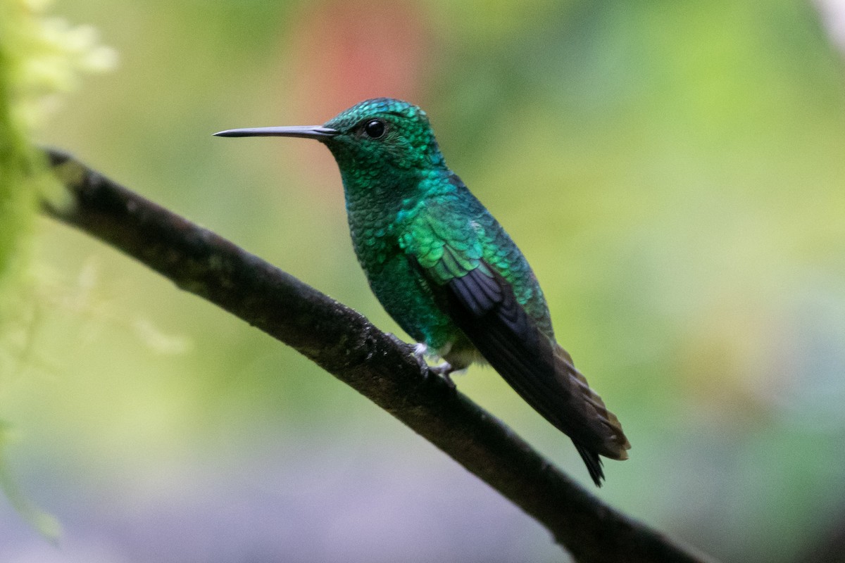 kolibrík ocelovořitý - ML483893811