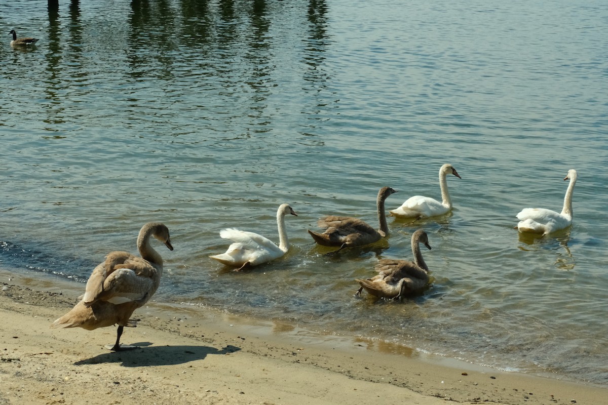 Mute Swan - ML483894251