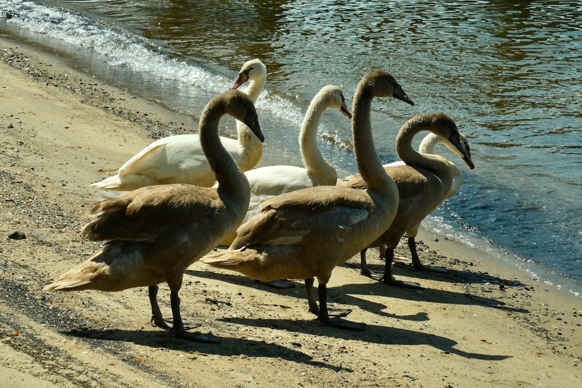 Mute Swan - ML483894261