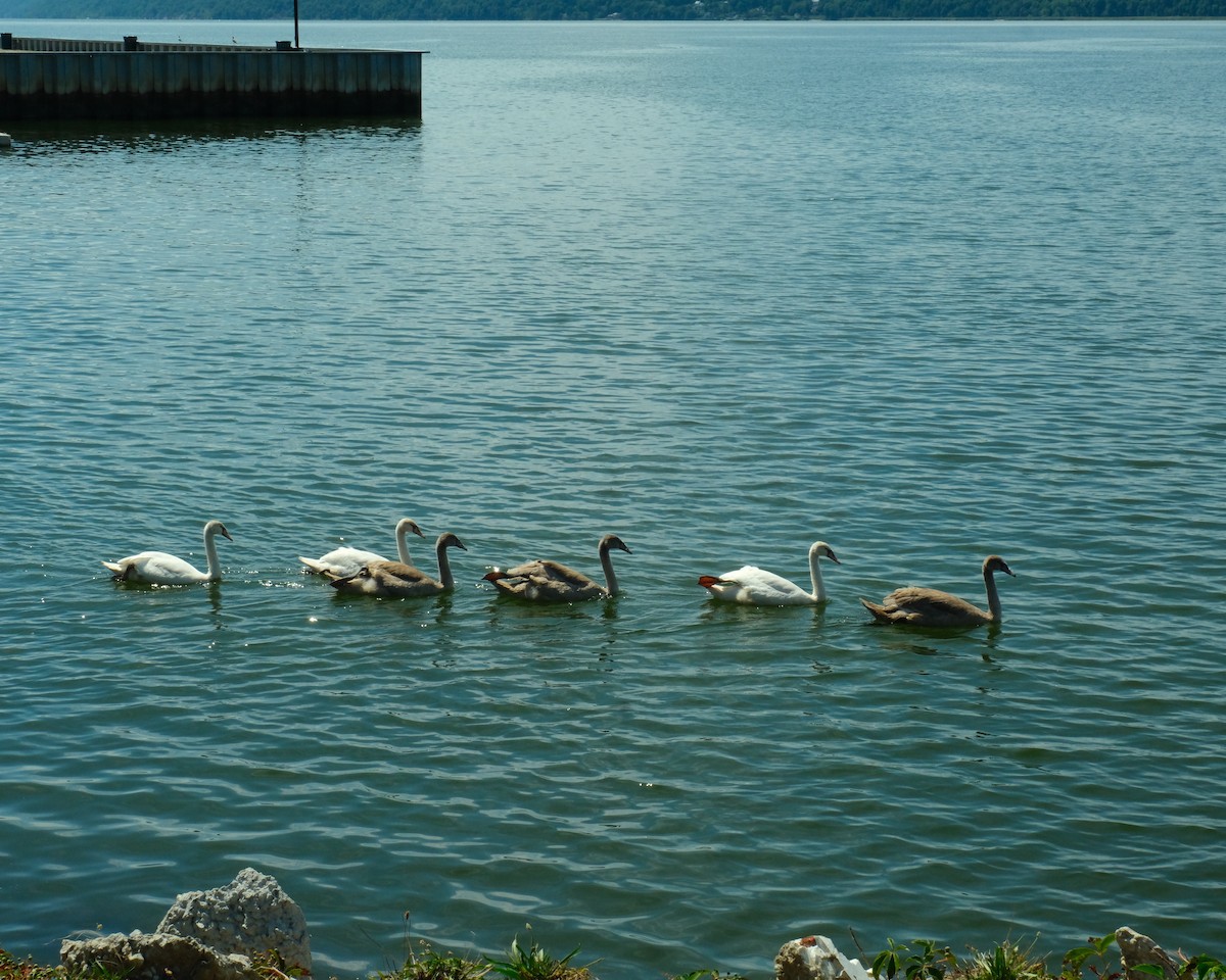 Mute Swan - Alexander Rabb