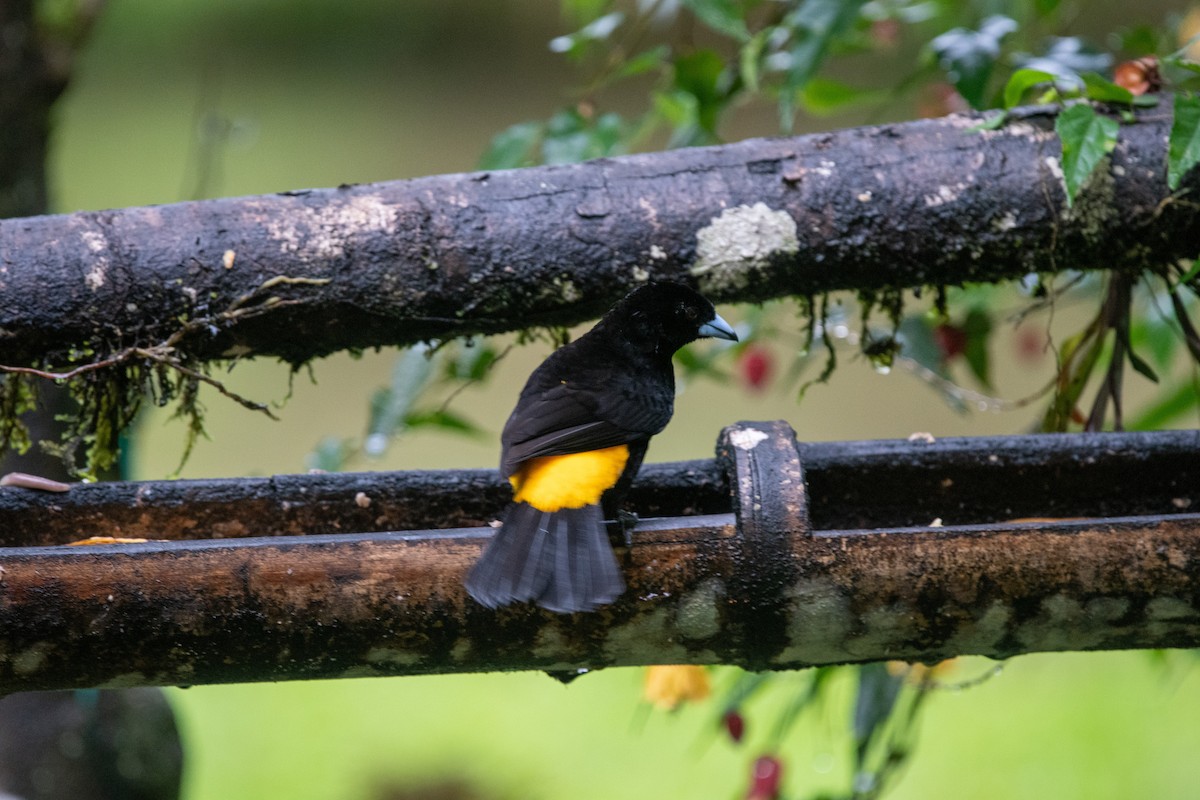 Flame-rumped Tanager - ML483894301