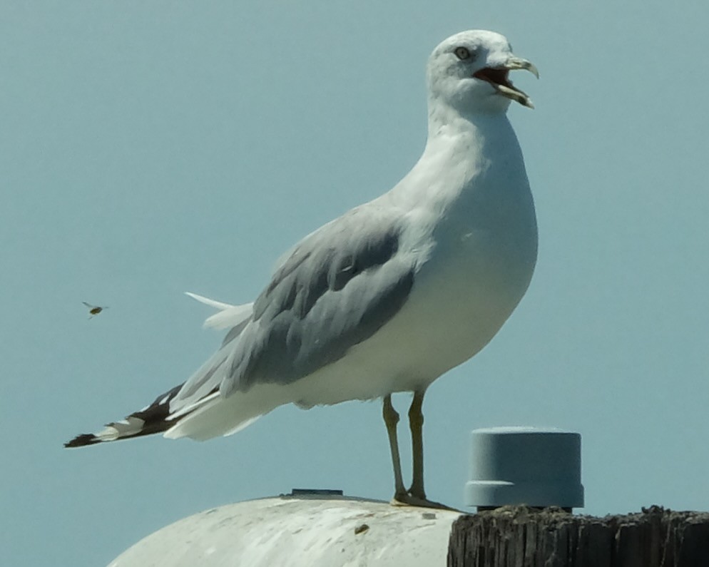 Ring-billed Gull - ML483894321