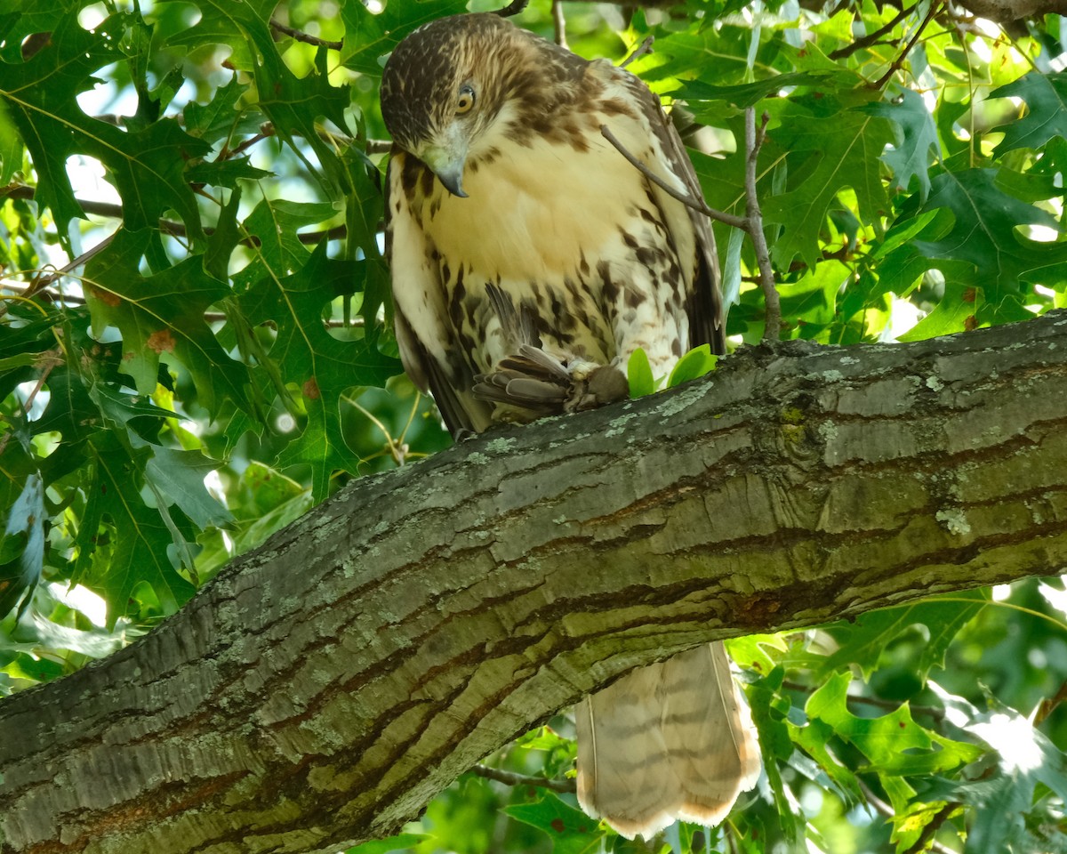 Red-tailed Hawk - ML483894501