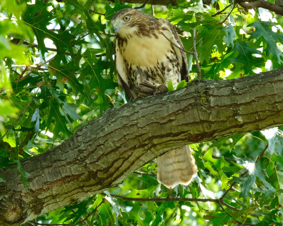 Rotschwanzbussard - ML483894511