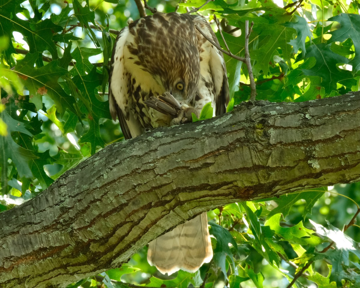 Red-tailed Hawk - ML483894521