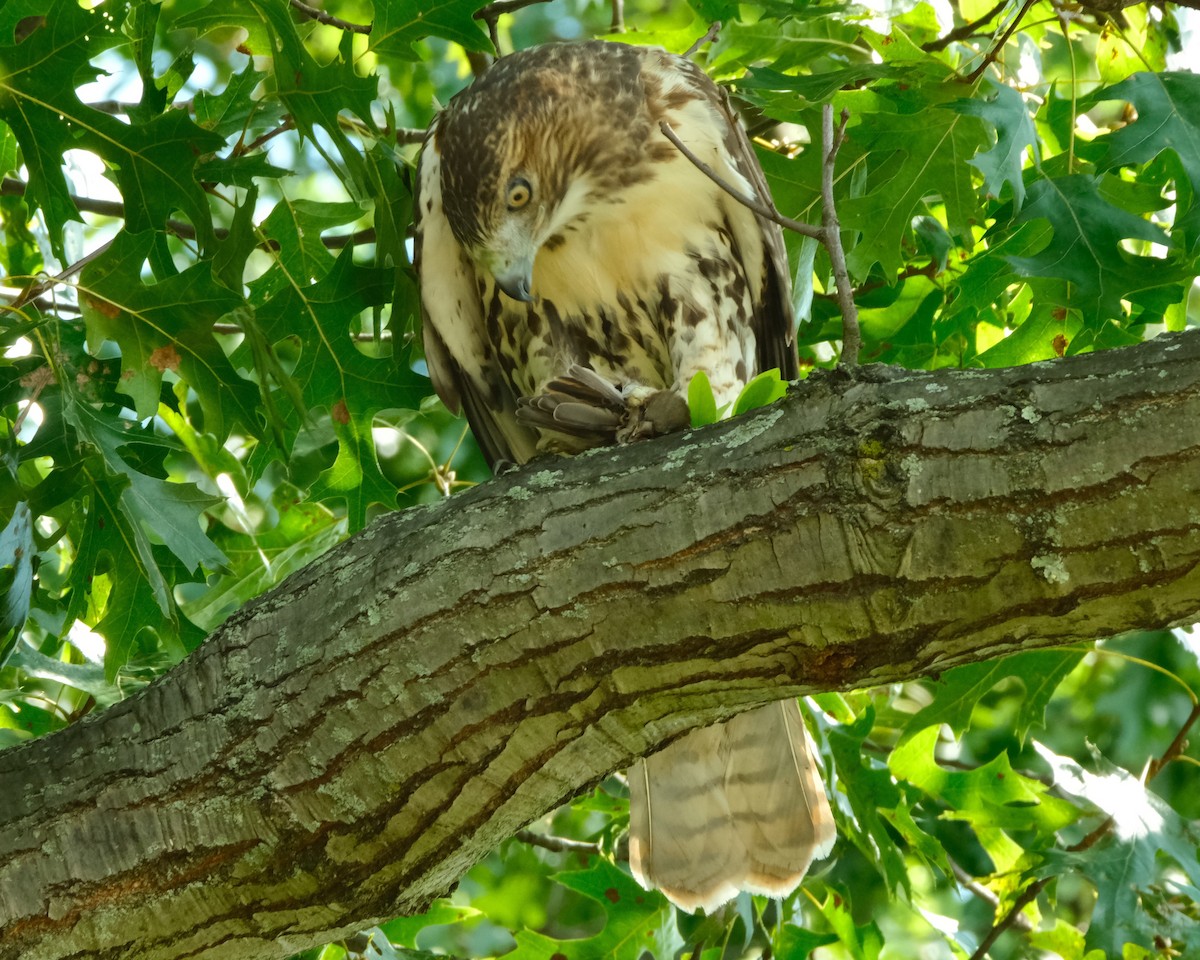 Red-tailed Hawk - ML483894531