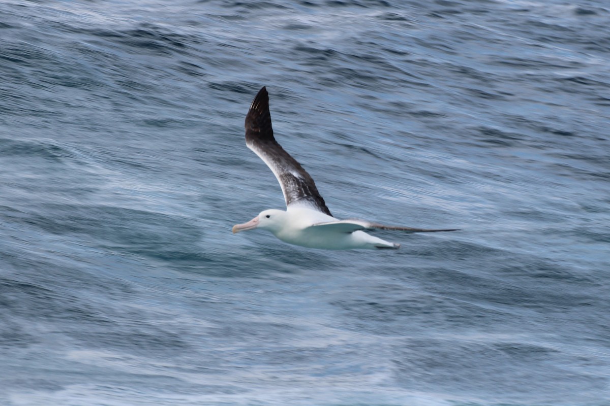 Albatros Viajero/de Tristán de Acuña/de las Antípodas - ML483894651