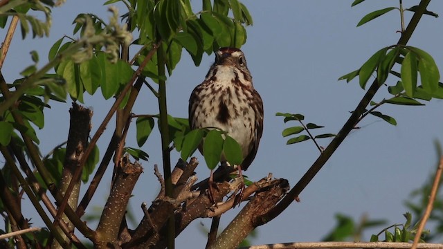 Song Sparrow (melodia/atlantica) - ML483895