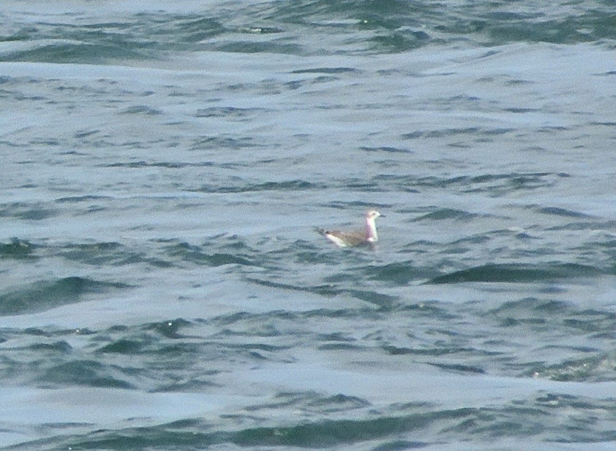 Mouette de Sabine - ML483895451