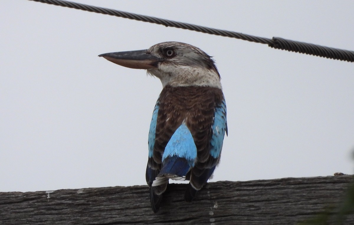 Blue-winged Kookaburra - ML483896111