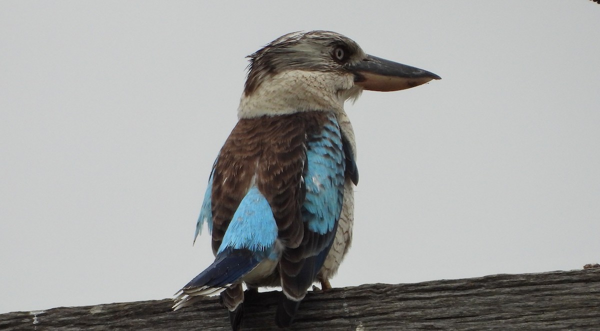 Martin-chasseur à ailes bleues - ML483896121