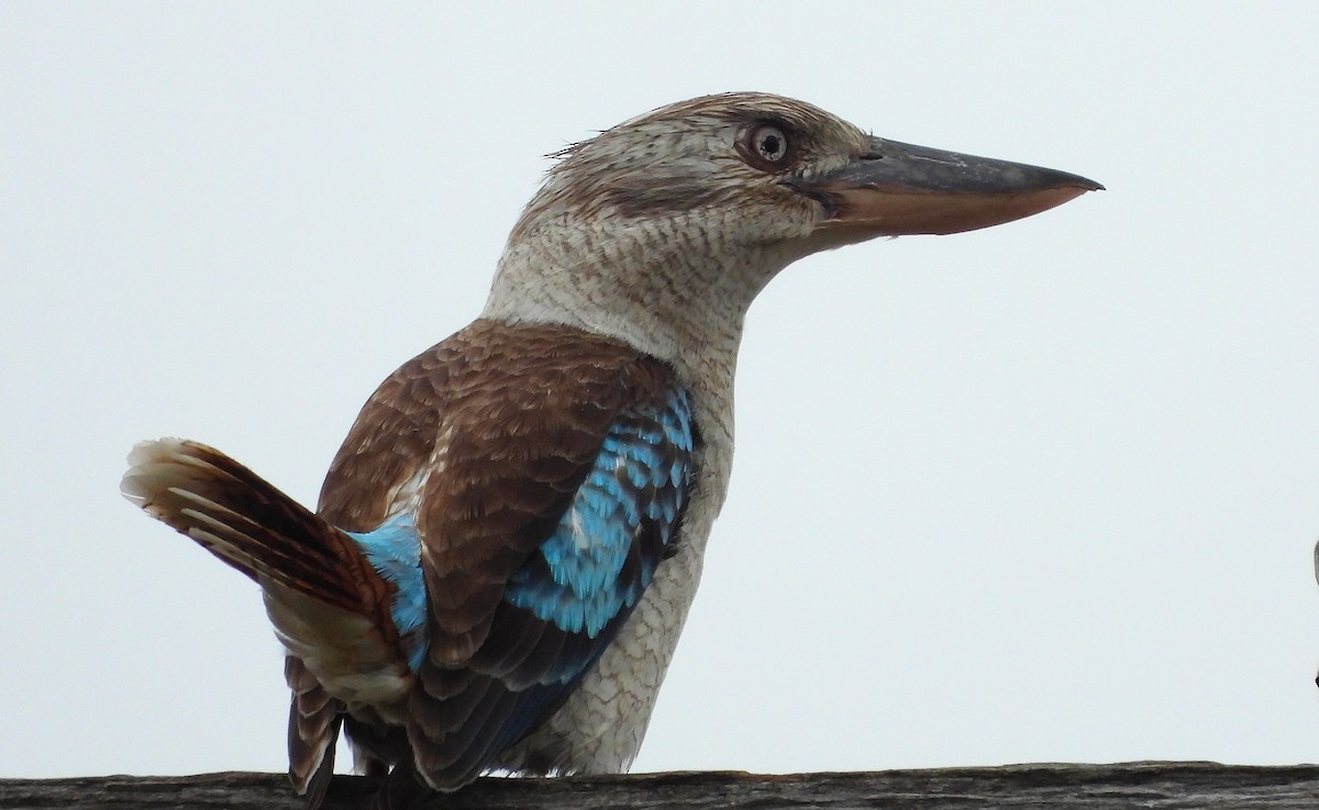 Martin-chasseur à ailes bleues - ML483896131