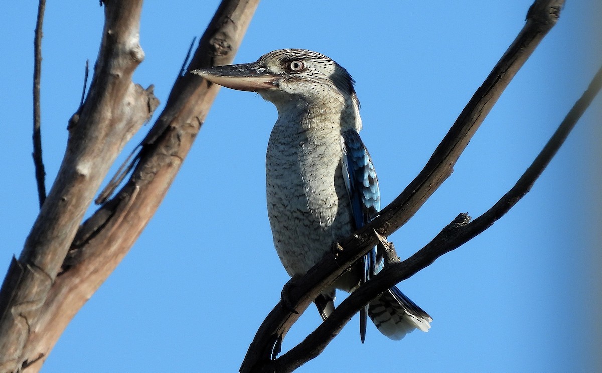 Martin-chasseur à ailes bleues - ML483896281