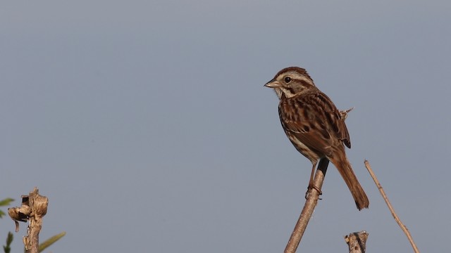 Song Sparrow - ML483897