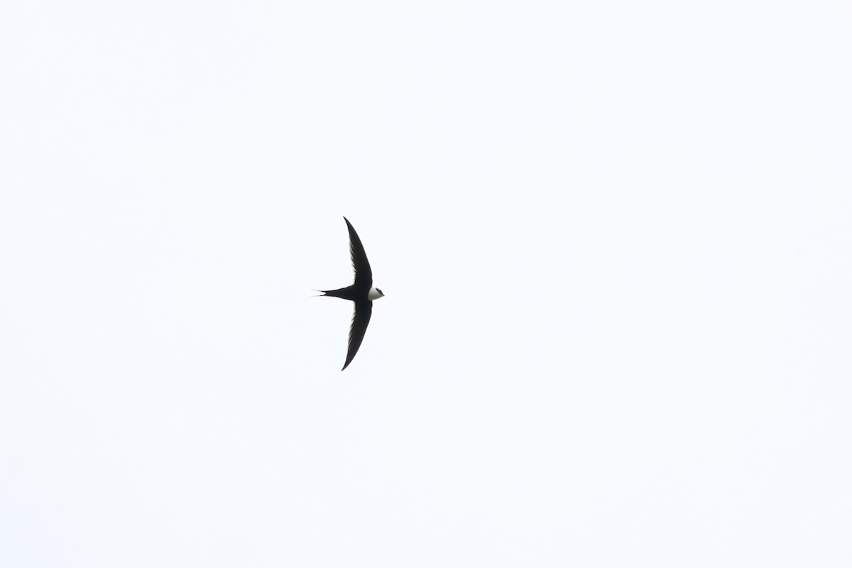 Great Swallow-tailed Swift - John van Dort