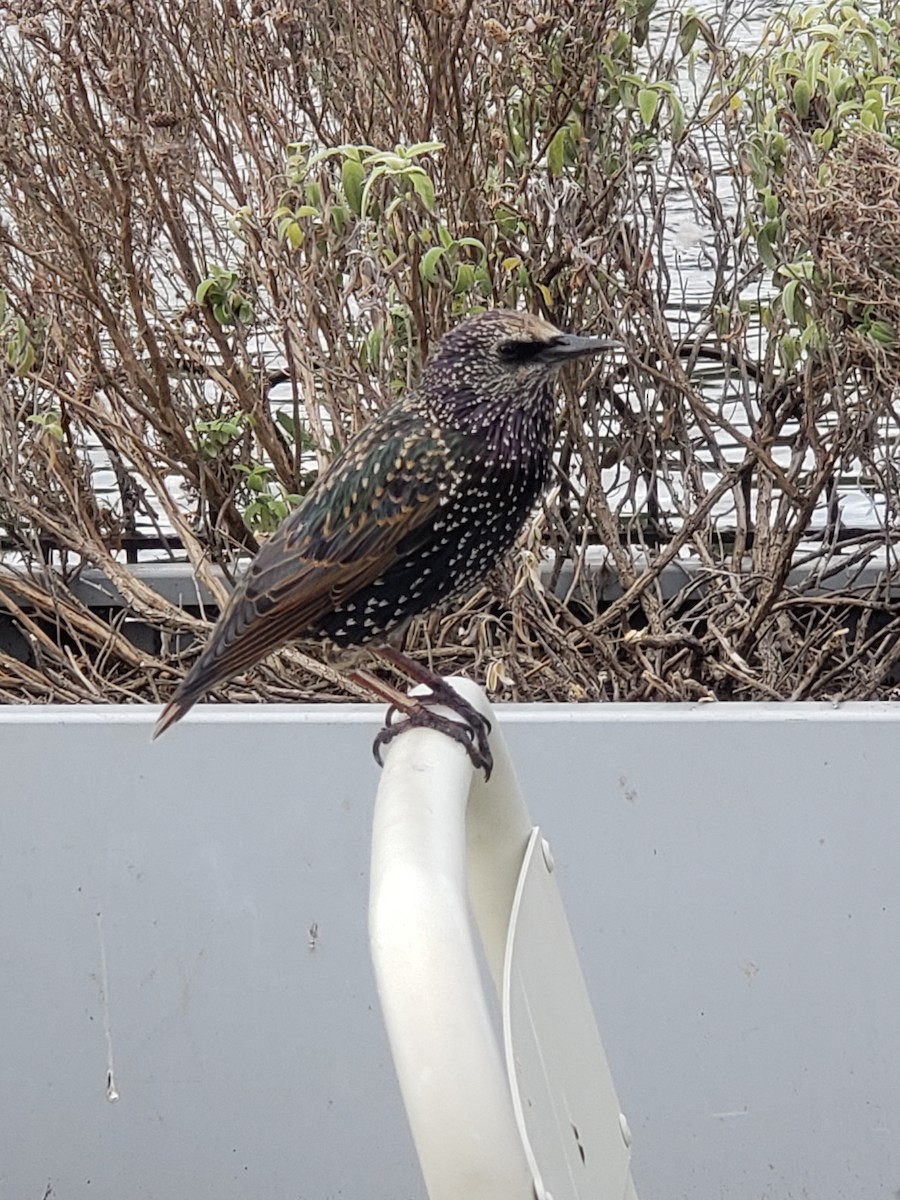 European Starling - ML483900951