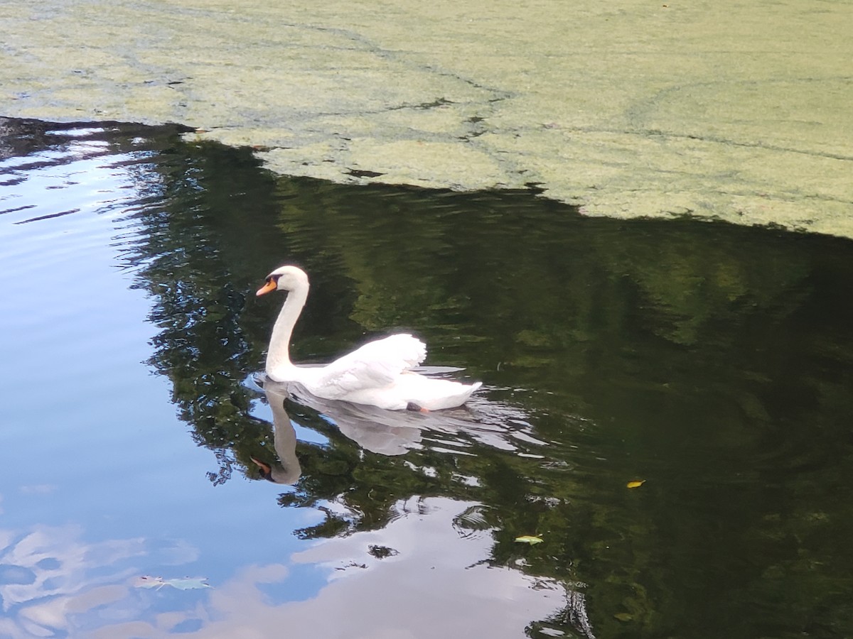 Mute Swan - ML483901471