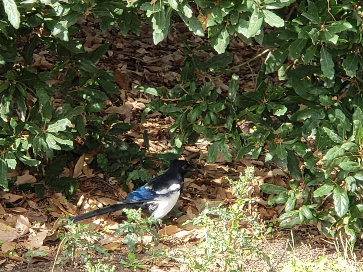 Eurasian Magpie - ML483902591