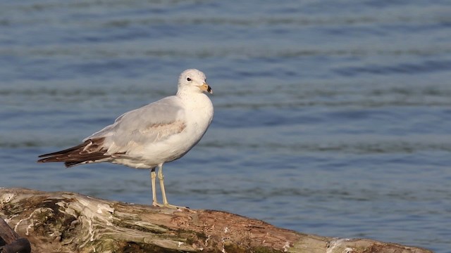 Ring-billed Gull - ML483903