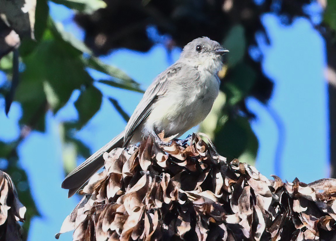 Empidonax sp. - ML483903141