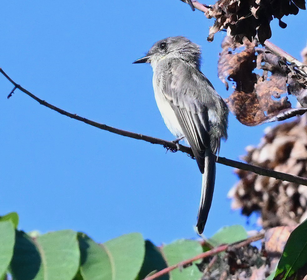 Empidonax sp. - ML483903161