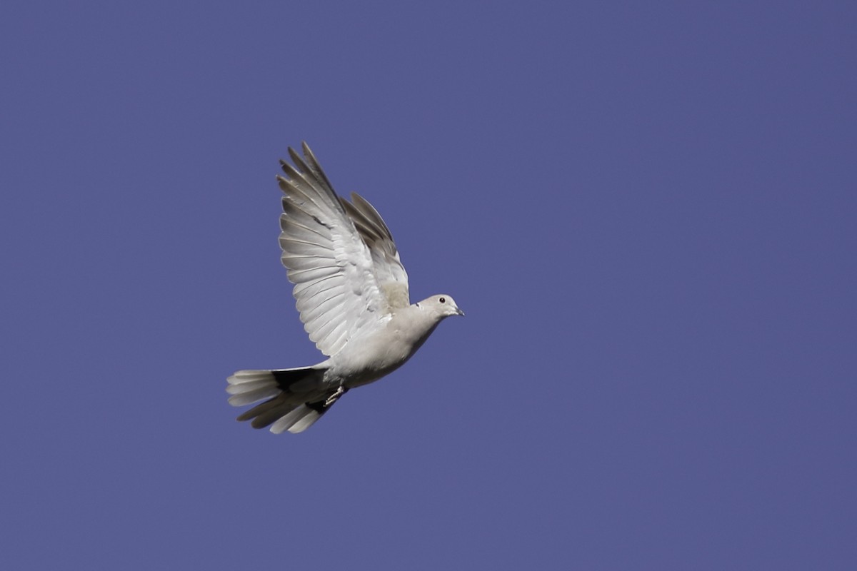 Eurasian Collared-Dove - Linda Chittum