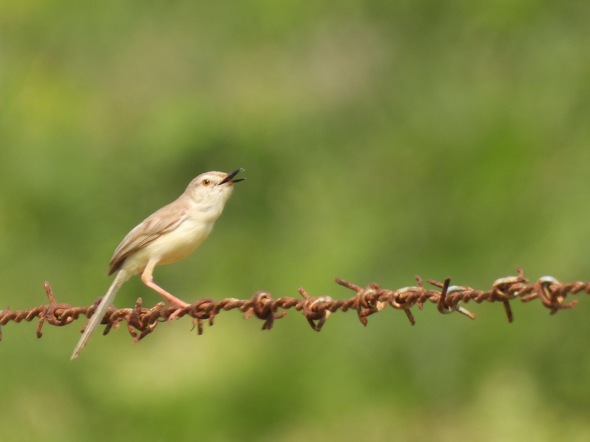 Plain Prinia - ML483904241