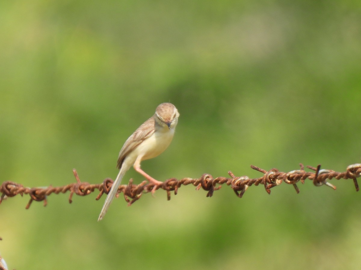 Plain Prinia - ML483904251
