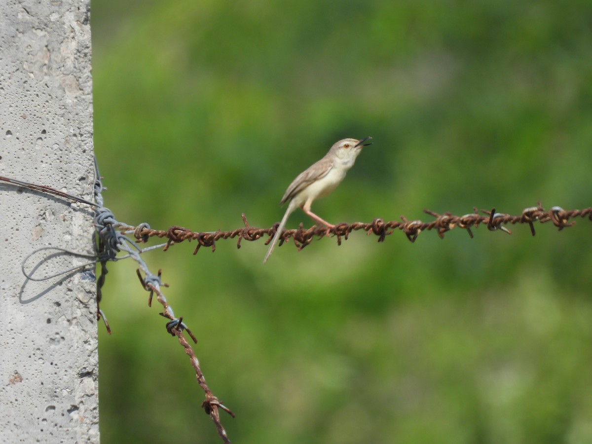 Plain Prinia - ML483904261