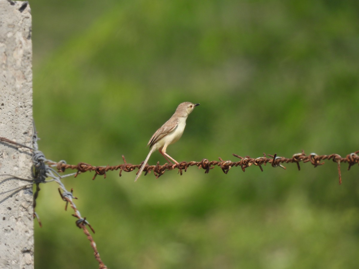 Plain Prinia - ML483904271