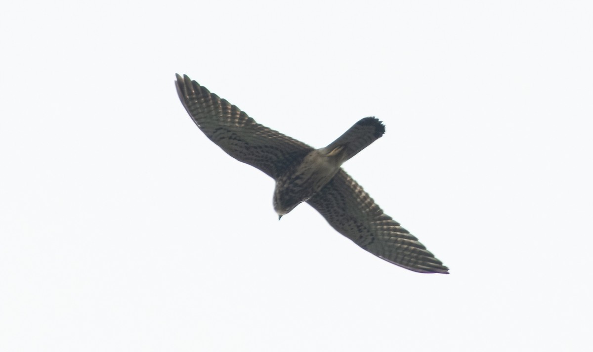 Spotted Kestrel - ML483904721