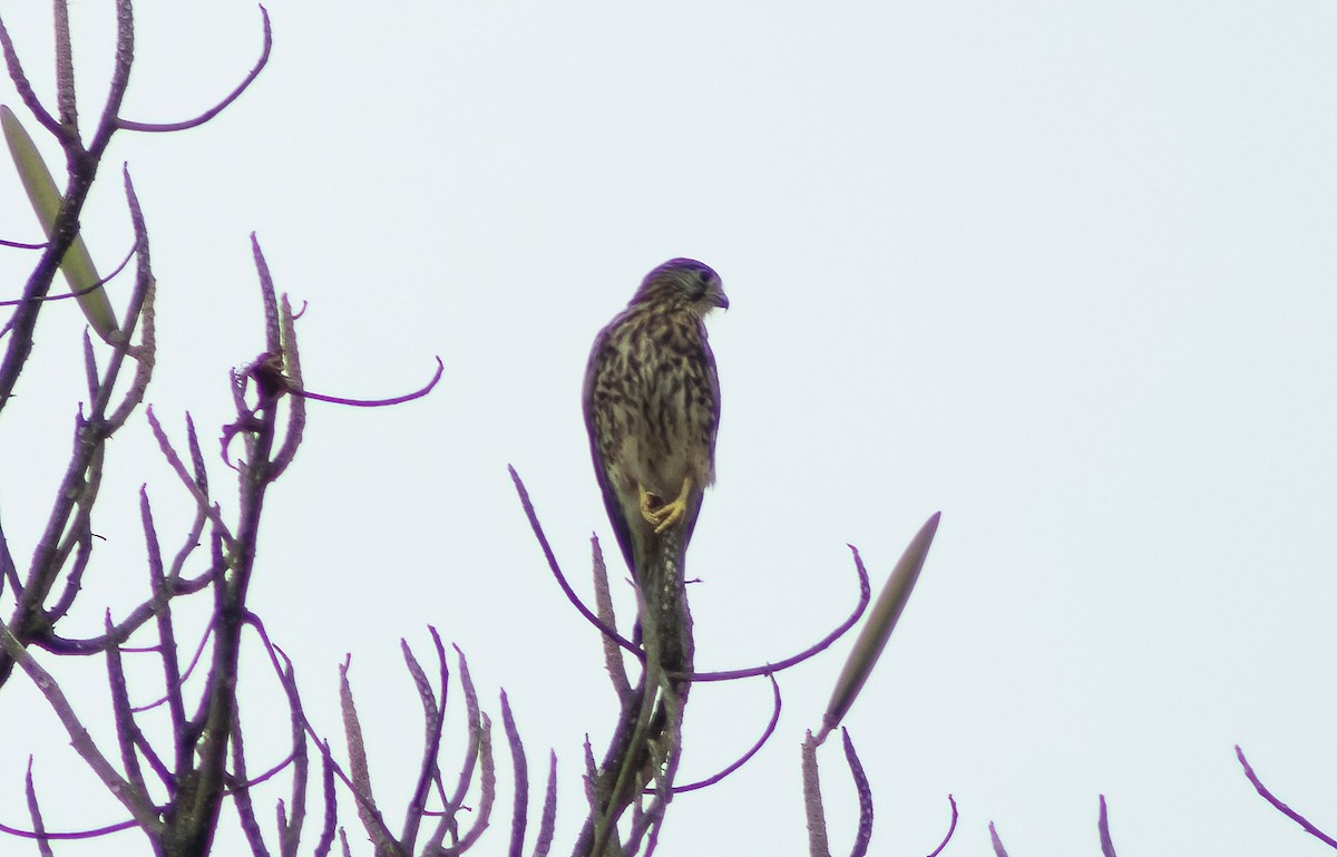 Spotted Kestrel - ML483904731