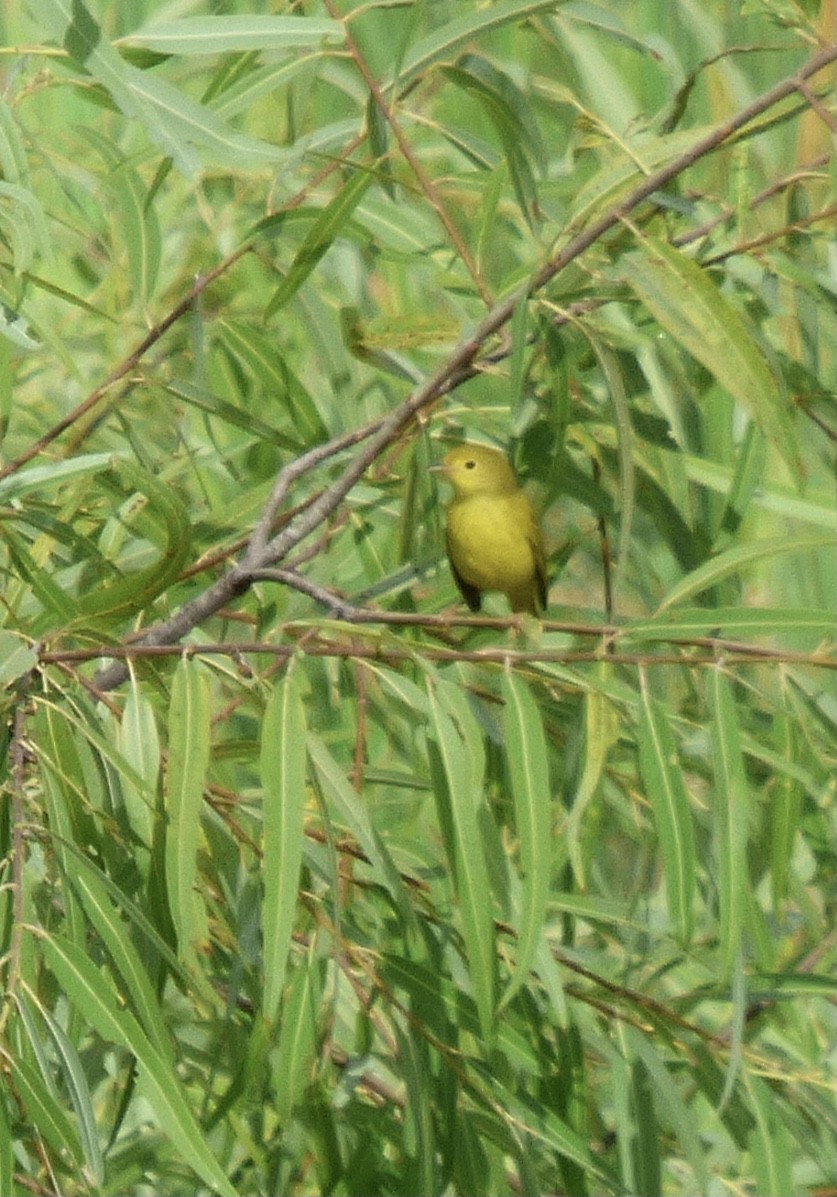 Yellow Warbler - Betty Holcomb