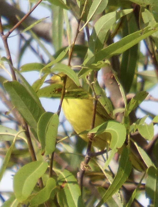 Yellow Warbler - Betty Holcomb