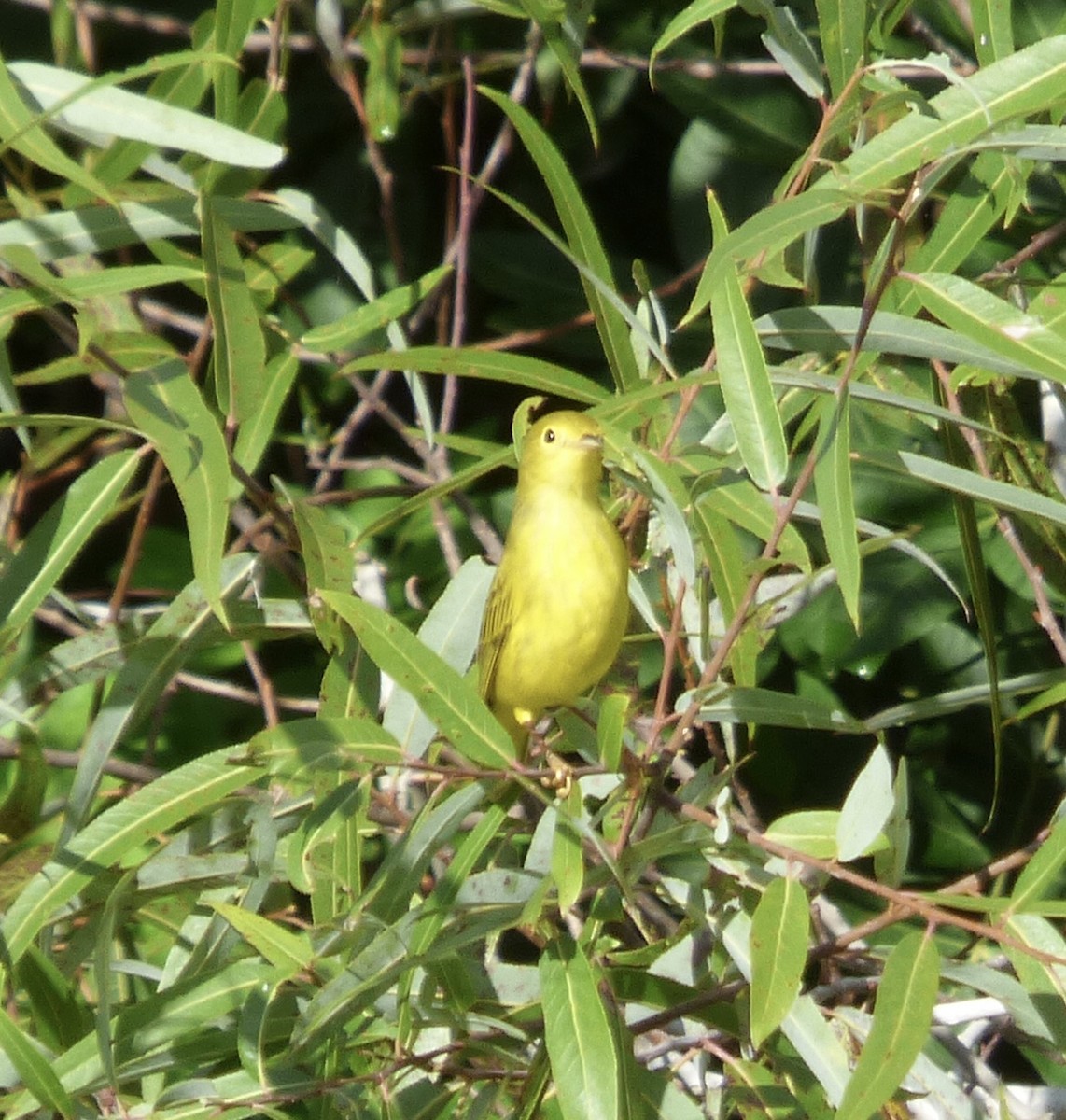 Yellow Warbler - Betty Holcomb