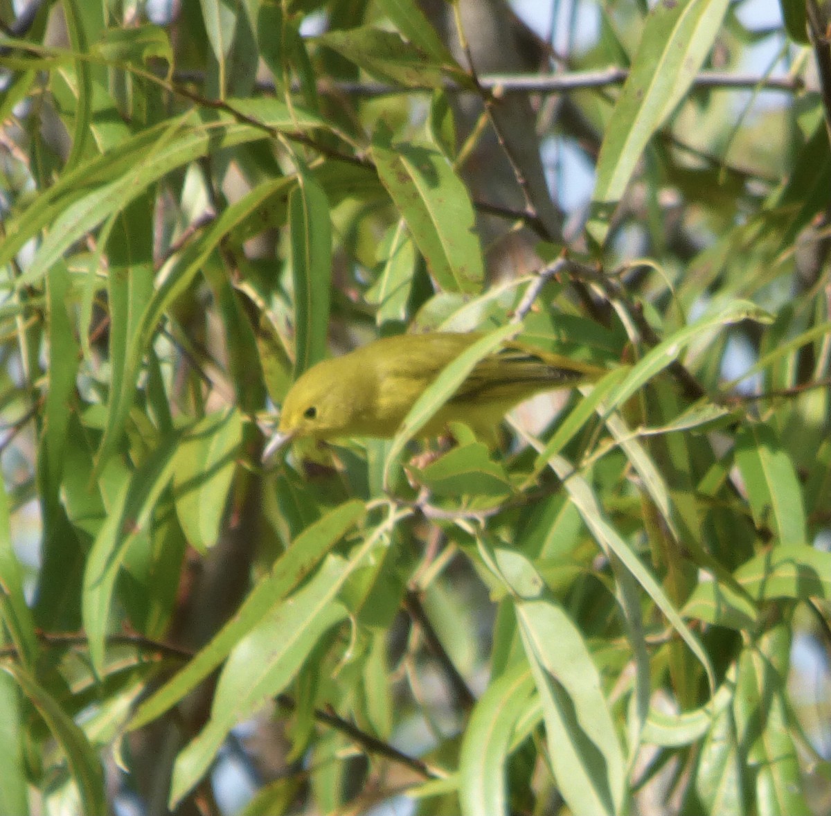 Yellow Warbler - Betty Holcomb