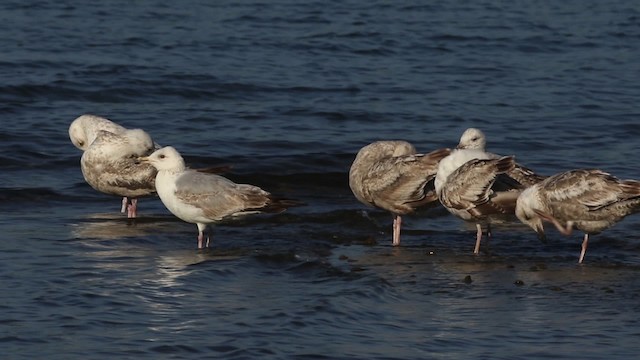 gråmåke (smithsonianus) (amerikagråmåke) - ML483906