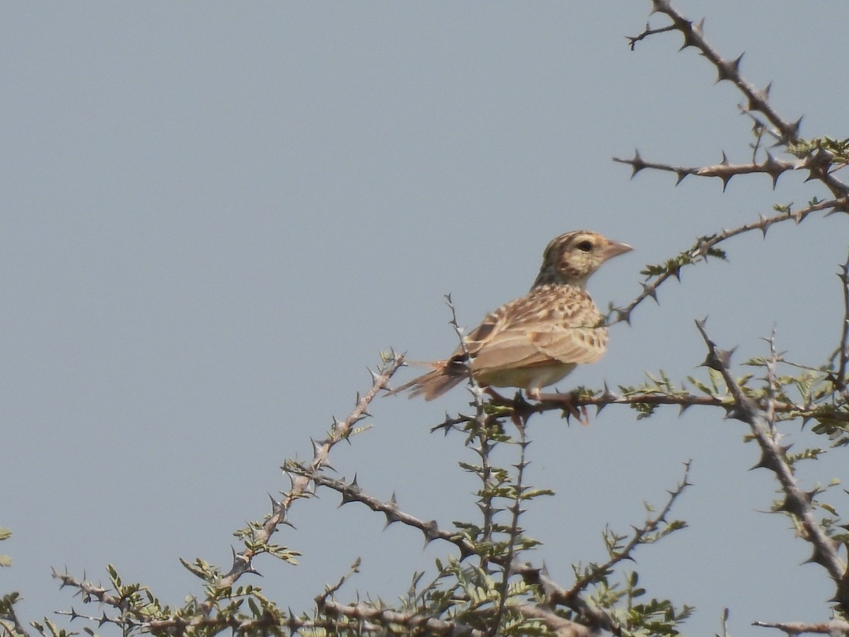 Indian Bushlark - ML483906691