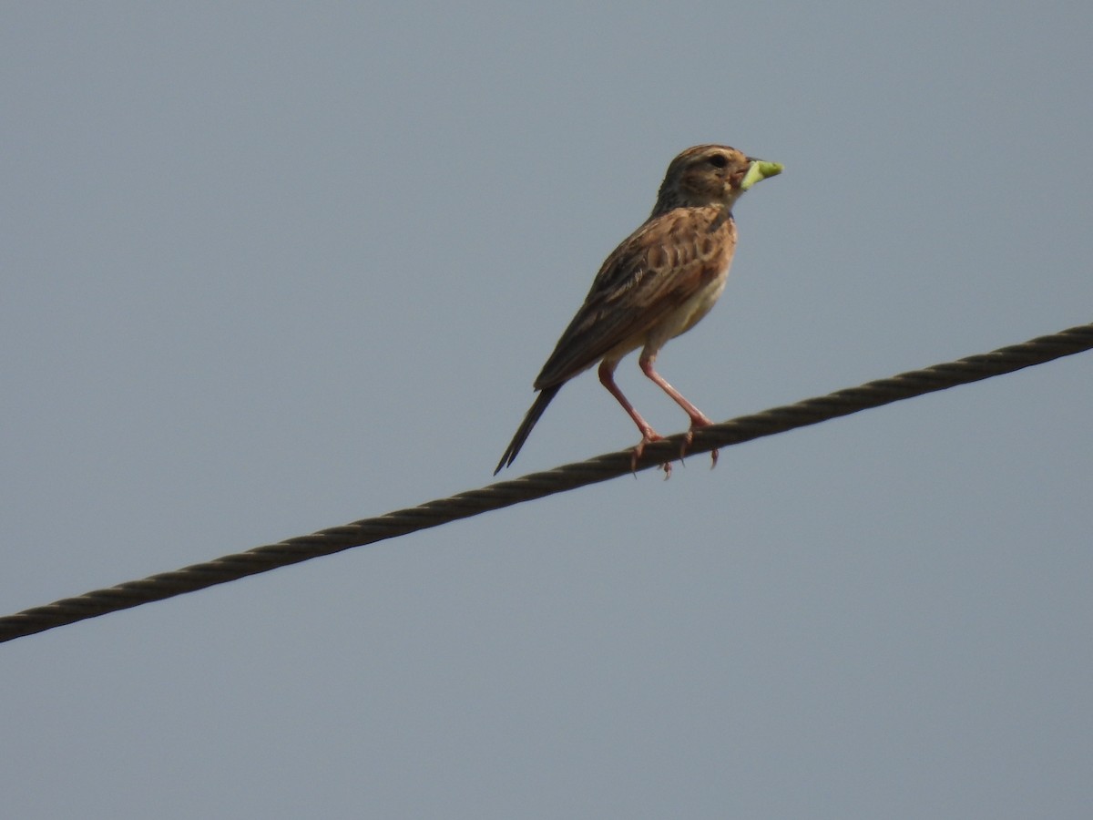 Indian Bushlark - ML483906721